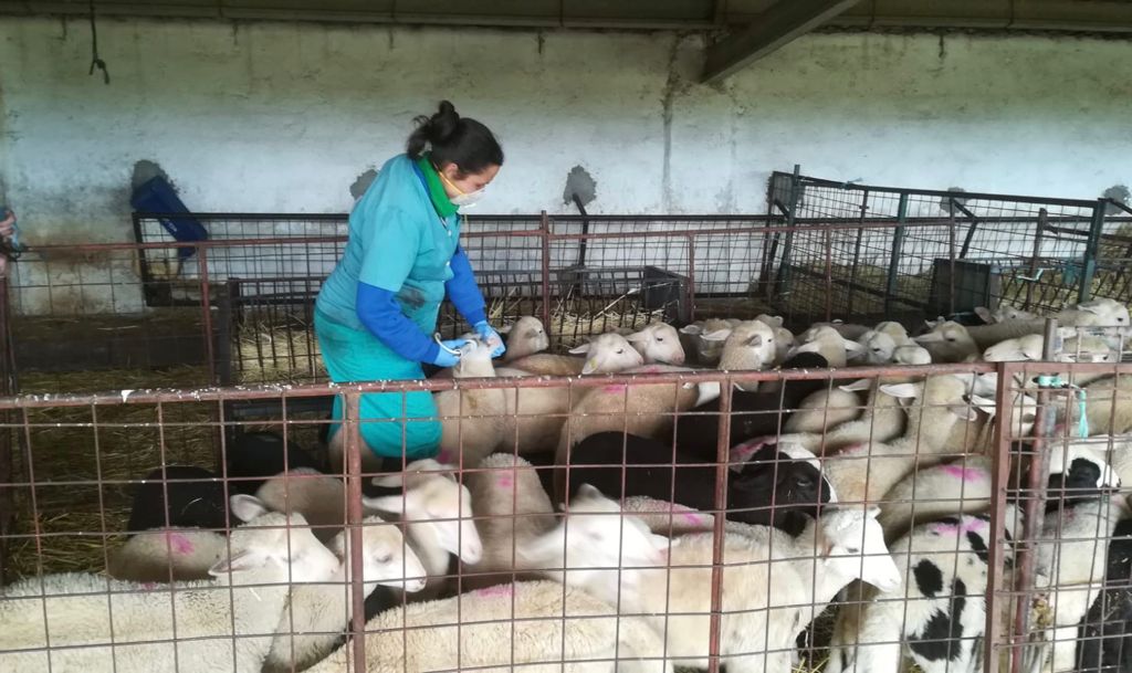 La veterinaria Noelia Pérez vacunando ganado ovino en una finca. Efeagro/N.P.