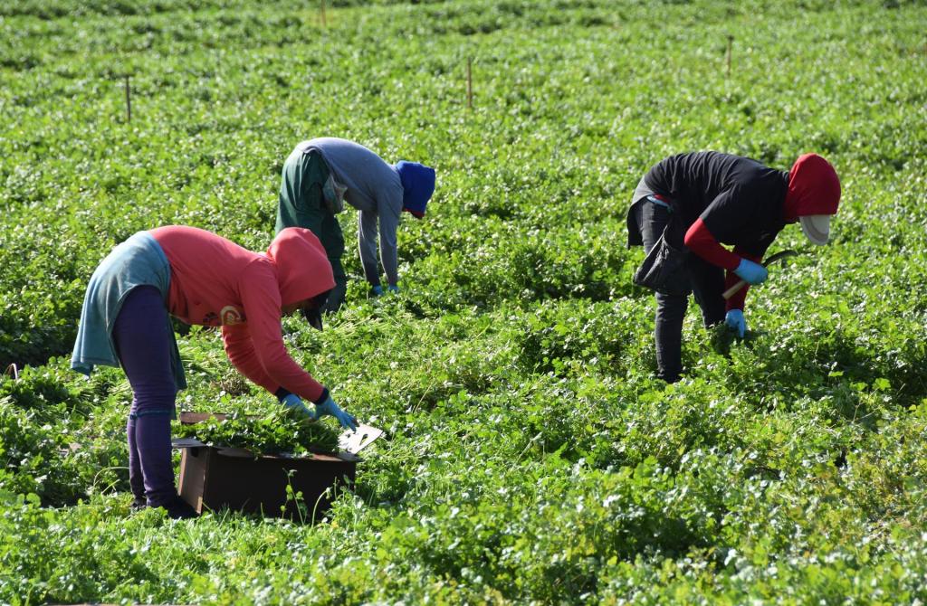 Empleados trabajan en un campo de cultivo de cilantro en Oxnard (California). Efeagro/Iván Mejía