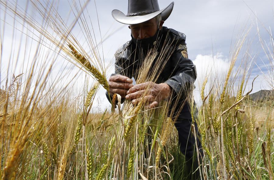 Un agricultor muestra semillas de trigo en Colombia. Efeagro/Mauricio Dueñas Castañeda
