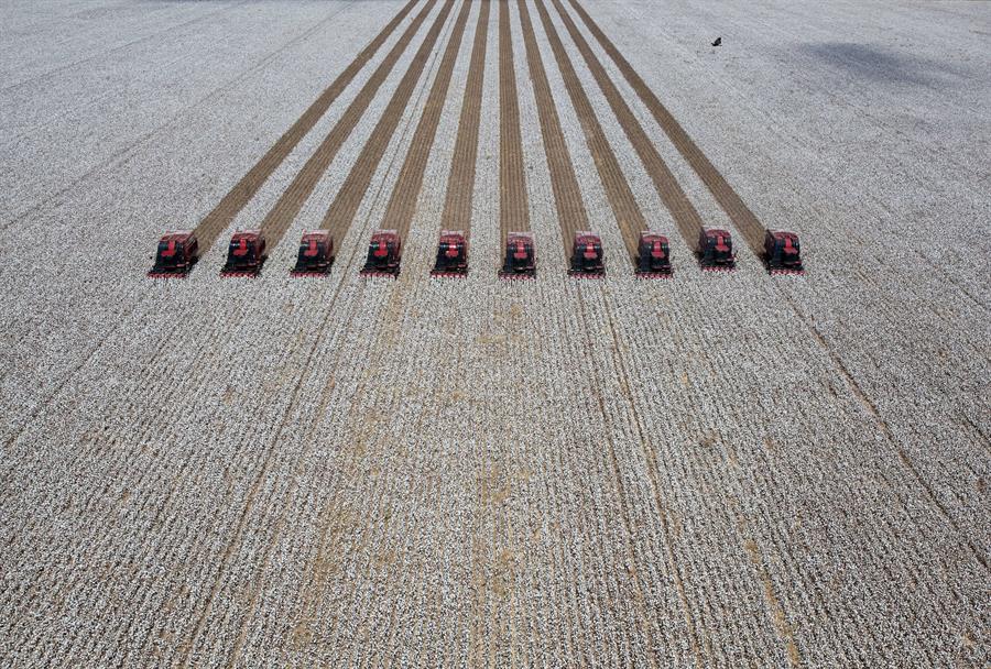 Máquinas cosechadoras recogen algodón en el estado de Bahía (Brasil). Efeagro/Sebastiao Moreira