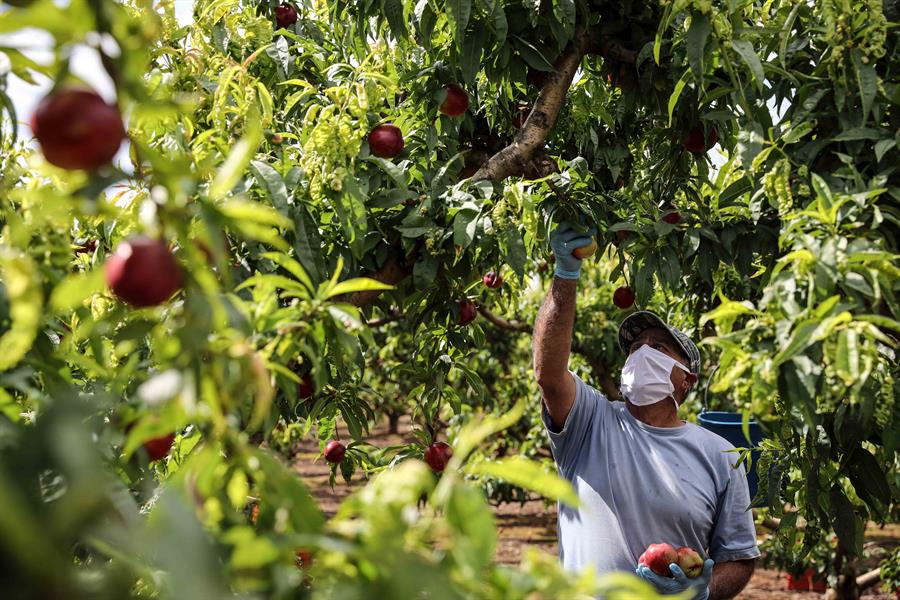 Un trabajador recolecta nectarinas en un campo en Carlet, Valencia. Efeagro/Ana Escobar