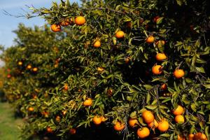 Un campo de cítricos en Puzol (Valencia). Efeagro/Kai Försterling