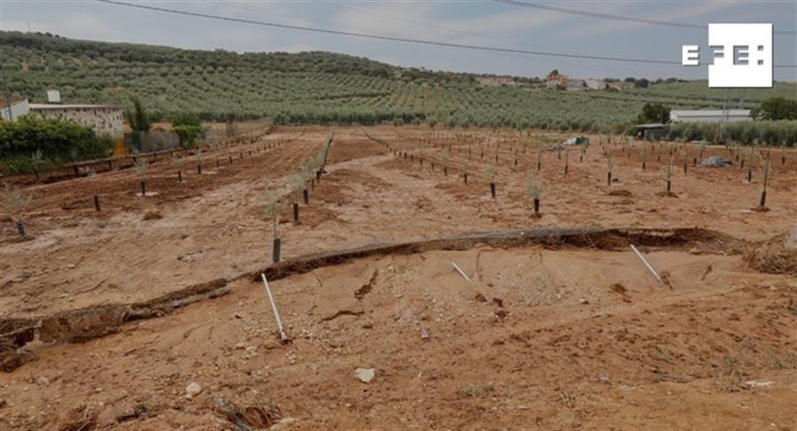 Daños en un olivar de la localidad sevillana de Gilena.Efeagro/José Manuel Vidal