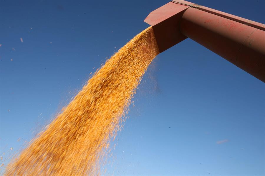 Una máquina carga la cosecha de maíz en Argentina. Efeagro/Cézaro De Luca