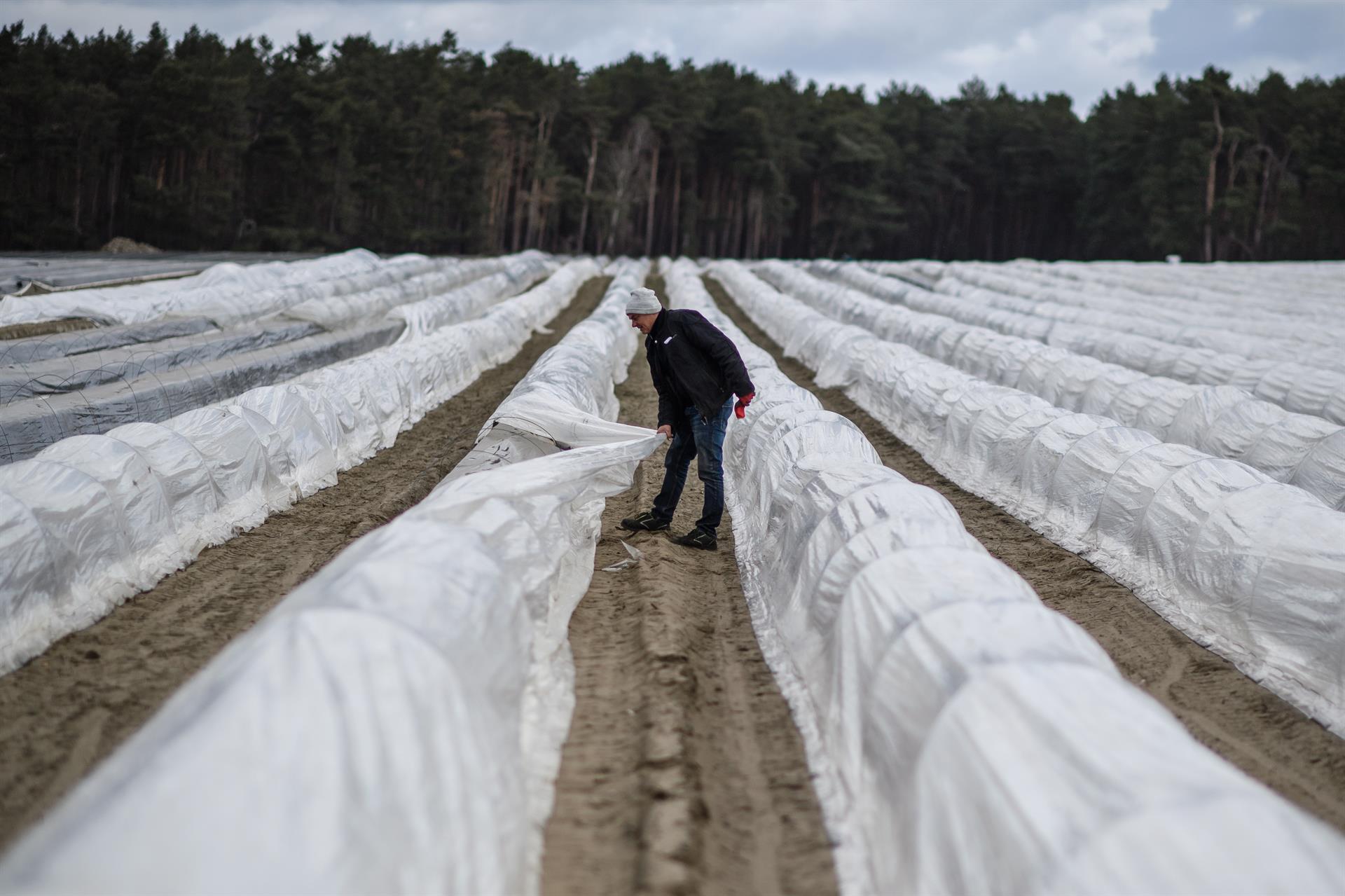 Un trabajador en un cultivo de espárragos en Beelitz (Alemania). Efeagro/EPA/Clemens Bilan