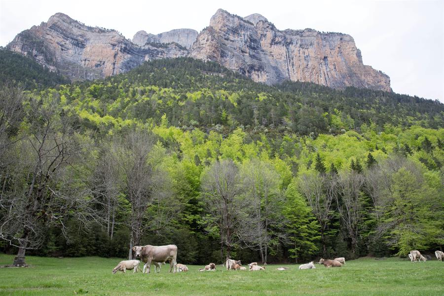 Un grupo de vacas pasta en la pradera de entrada al Parque Nacional de Ordesa y Monte Perdido. Efeagro/Javier Cebollada