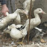 Patos son llevados a un matadero para evitar que se extienda la gripe aviar en Francia en 2017. Efeagro/Caroline Blumberg