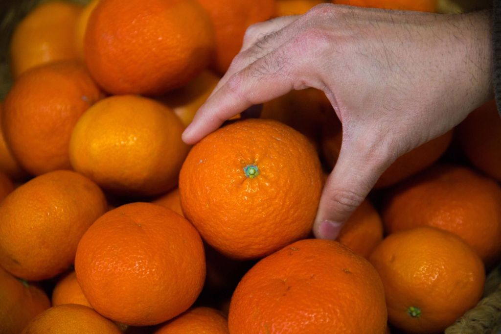 Mandarinas valencianas de la variedad Mandanova. Efeagro/ Biel Aliño