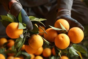 Un vendedor afgano escoge naranjas en un mercado mayorista. Efeagro/Ghulamullah Habibi