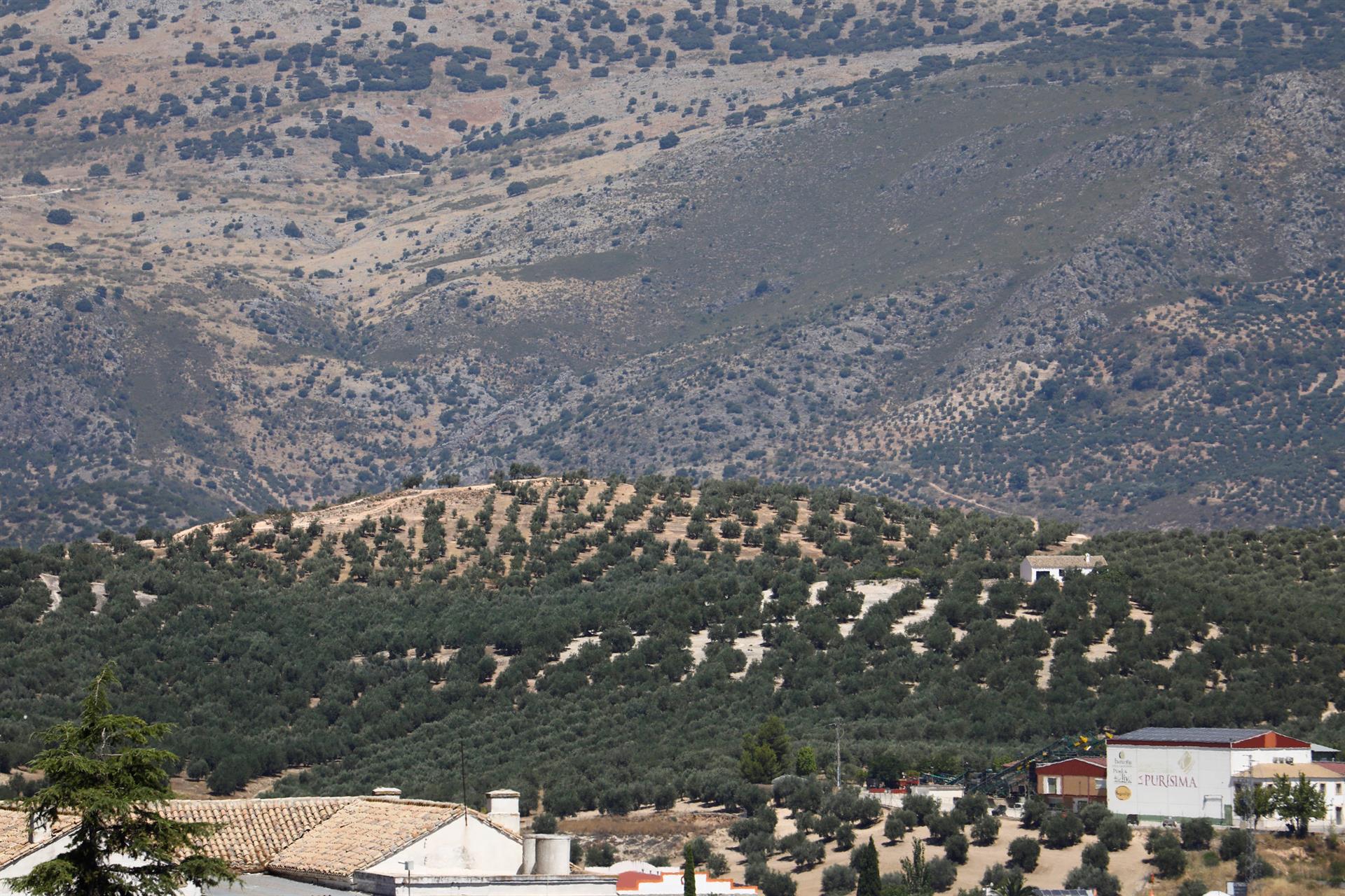 Paisaje de olivos de la sierra de Priego (Córdoba). Efeagro/Salas