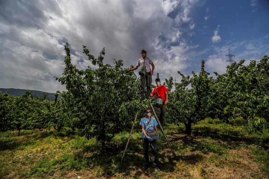 Recogida de cerezas en el valle del Jerte (Extremadura). Efeagro/JuanJo Martín