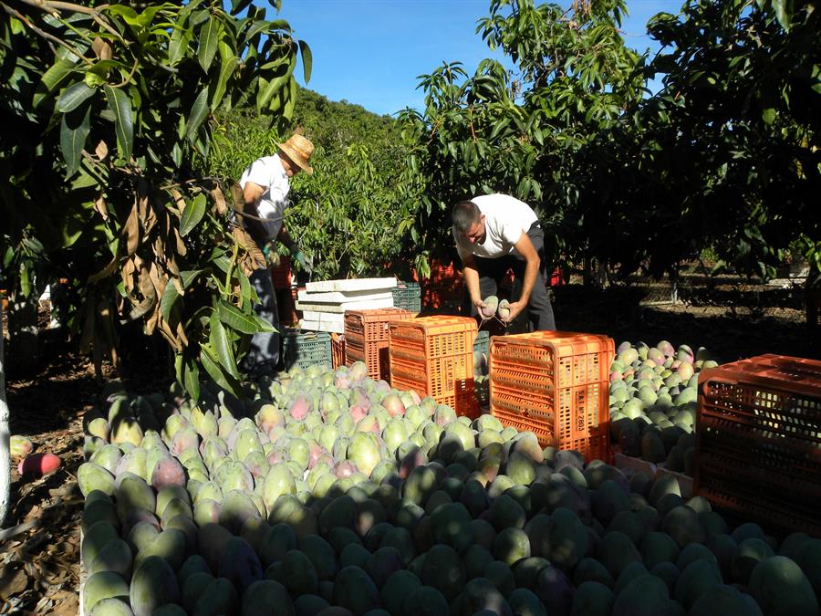 Recogida de mango en Málaga. Efeagro/Enrique Hidalgo