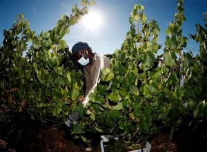 Un temporero extranjero en la vendimia. Efeagro/Jesús Diges