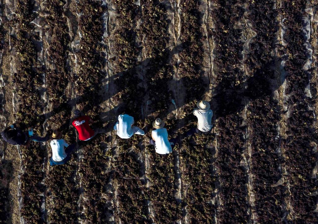 Trabajadores en la vendimia en la provincia de Córdoba. Efeagro/Rafa Alcaide