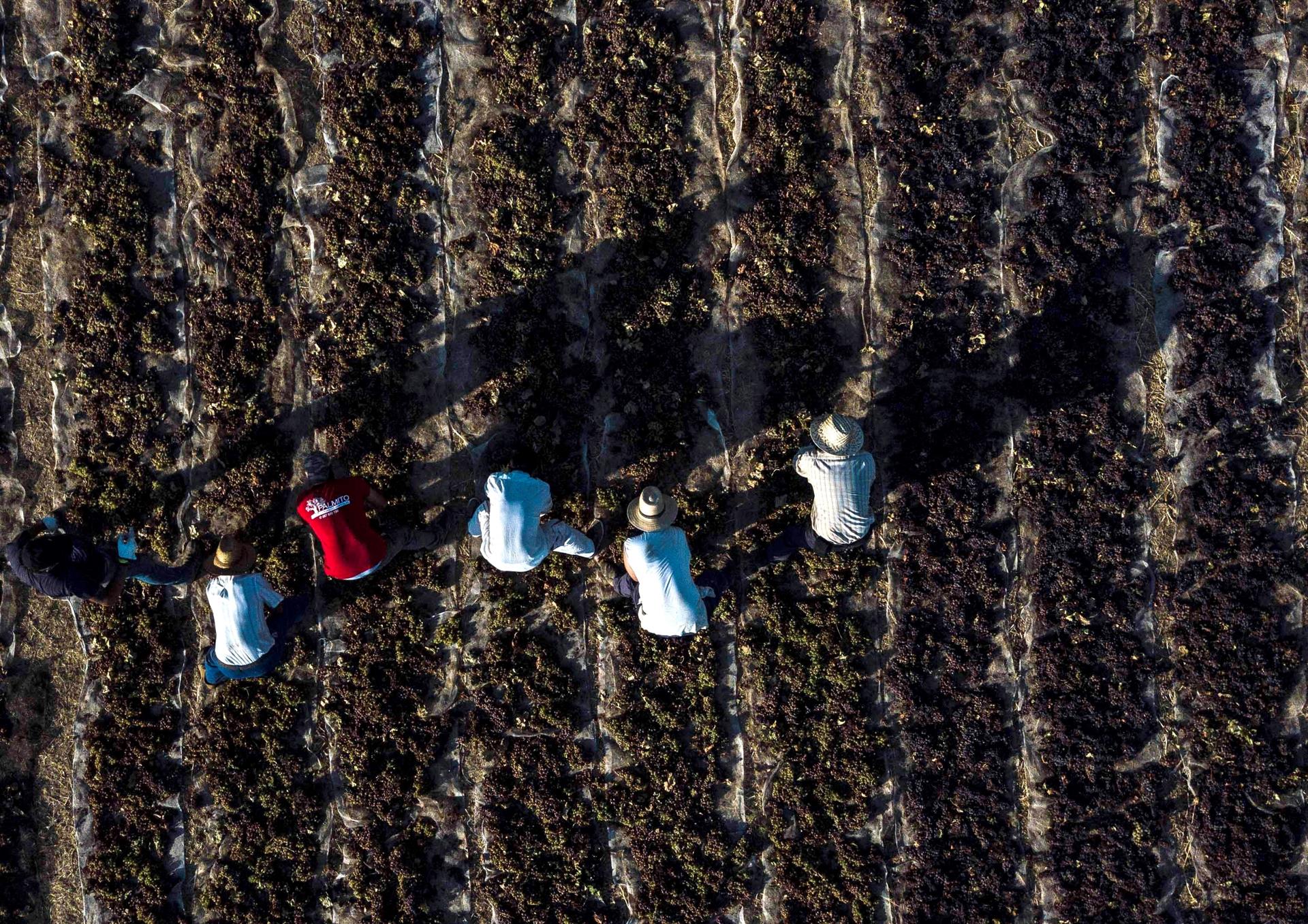 Trabajadores en la vendimia en la provincia de Córdoba. Efeagro/Rafa Alcaide