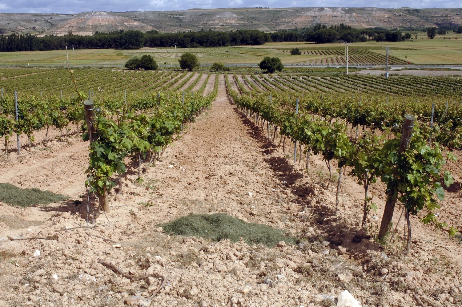Un viñedo en la localidad vallisoletana de Castrillo de Duero, de la DO Ribera de Duero. Efeagro/ Paco Torrente