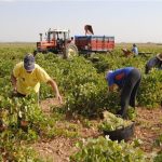 PAC: Varios vendimiadores trabajan en la recolección de la uva. Foto: EFE/Archivo/Elisa Laderas