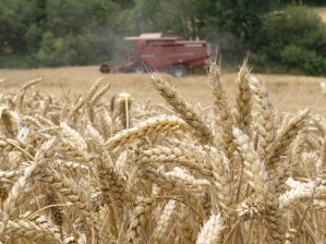 Una cosechadora recoge trigo en un campo en la localidad de Okina, próxima a Vitoria. Efeagro/David Aguilar