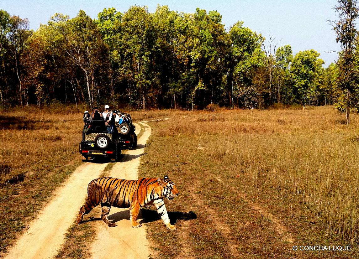 Turistas divisan un tigre. Foto: Ecowildlife.