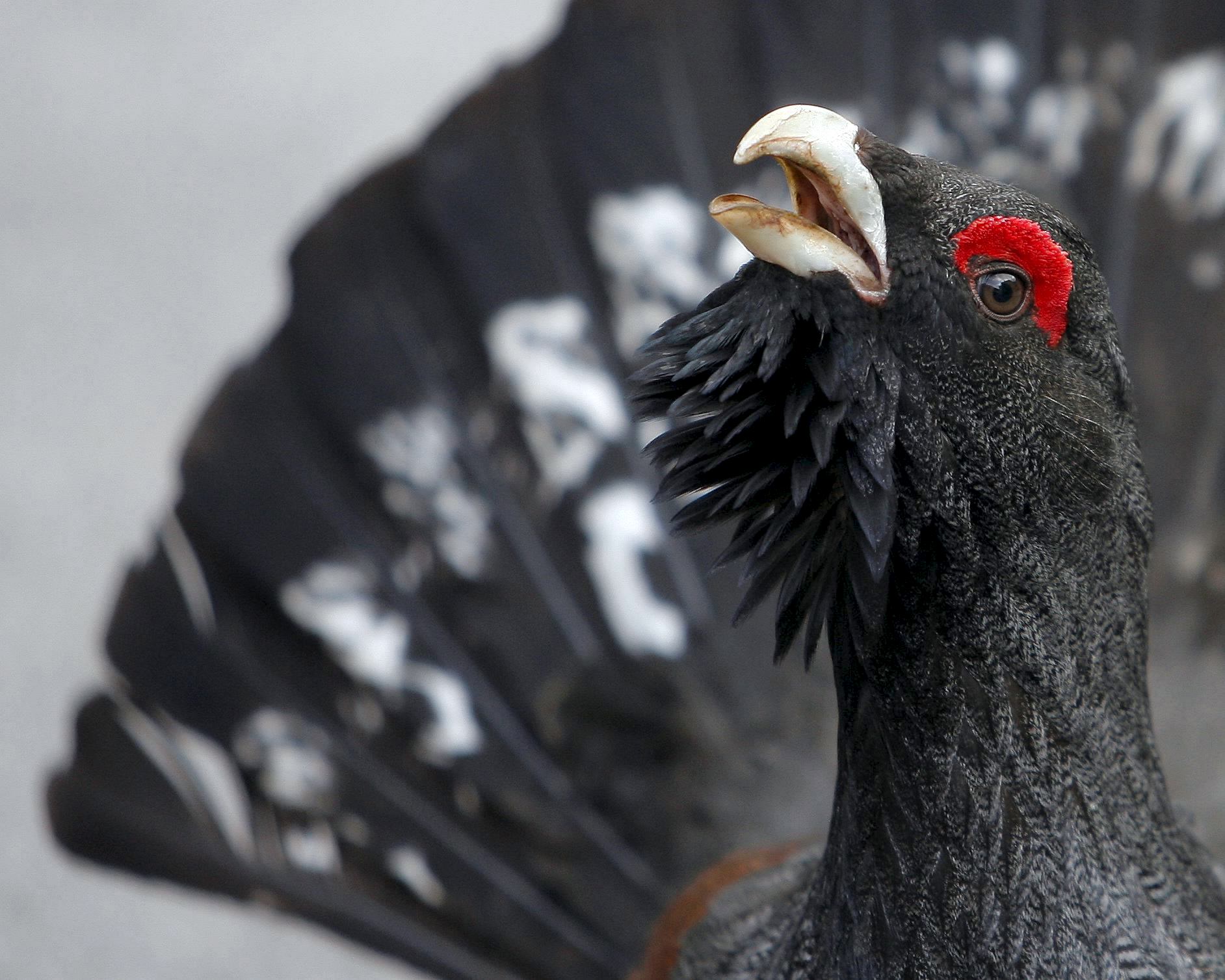 Un ejemplar de urogallo cantábrico en celo en la localidad asturiana de Tarna, en el Parque Natural de Redes. Foto: EFE/ J. L. Cereijido.