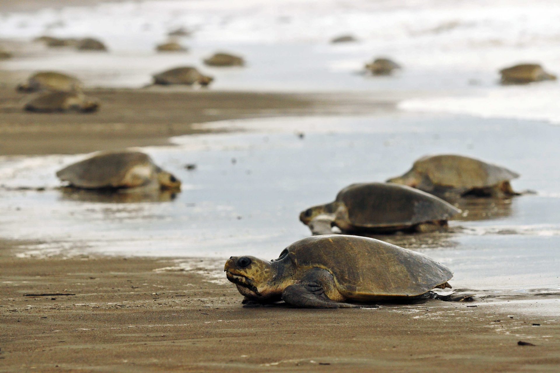 Fotografía de archivo sin fecha de tortugas loras (lepidocheyls ovilacea), en el Parque Nacional Tortuguero, provincia de Limón (Caribe costarricense). Foto: EFE/Jeffrey Arguedas
