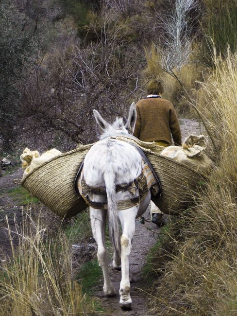 Kate Fairlough traslada aceitunas a lomo de burro en su finca en Granada (España). Foto cedida por WWOOF ESPAÑA.