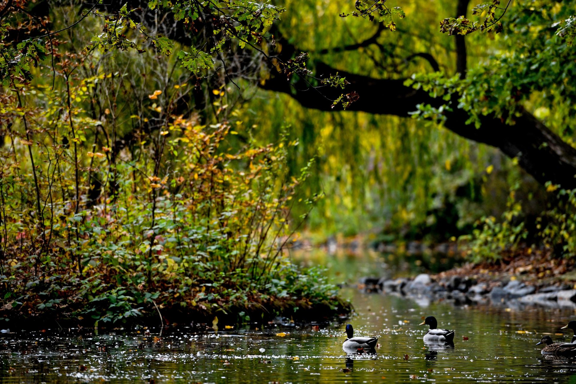 Un baño de bosque puede realizarse en grupo o individualmente, en un entorno forestal de alta montaña o a más baja altura, por cuenta propia o con un guía. Foto: EFE/FILIP SINGER