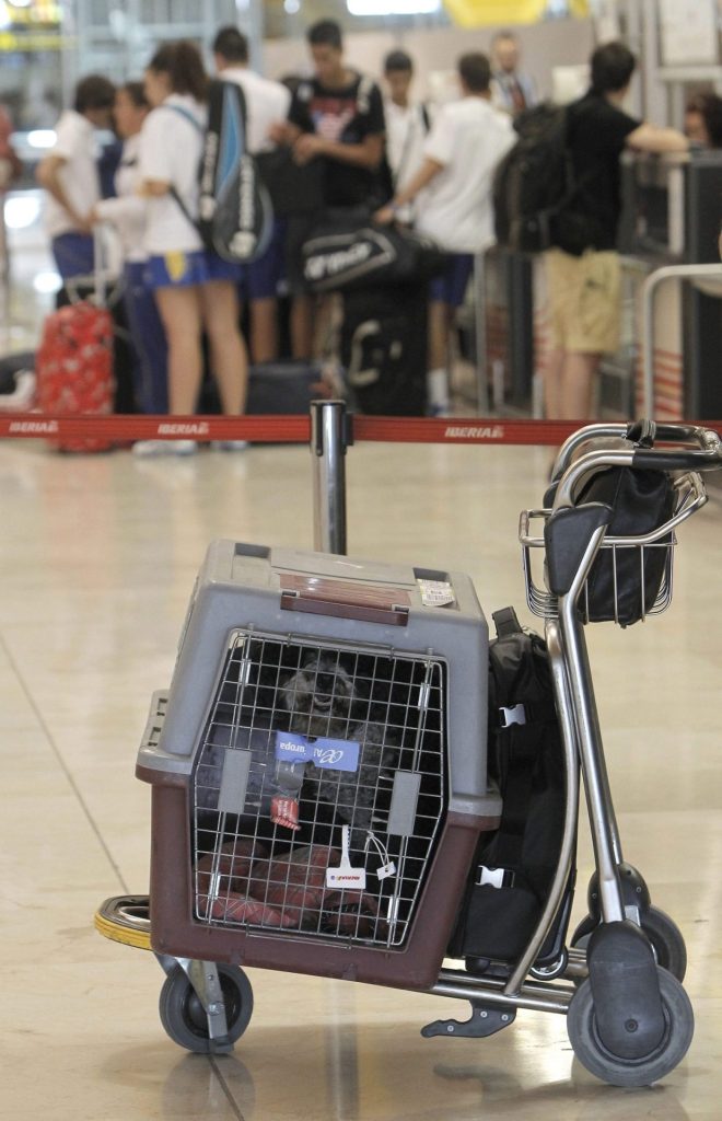 Transportín de mascotas listo para ser embarcado en un avión. Foto: EFE/Kiko Huesca