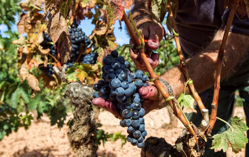 Son muchas las familias las que en estas fechas acuden a La Rioja a disfrutar de una jornada de enoturismo para vendimiar, pisar la uva y probar el mosto en las bodegas. Foto: Raquel Manzanares/EFE