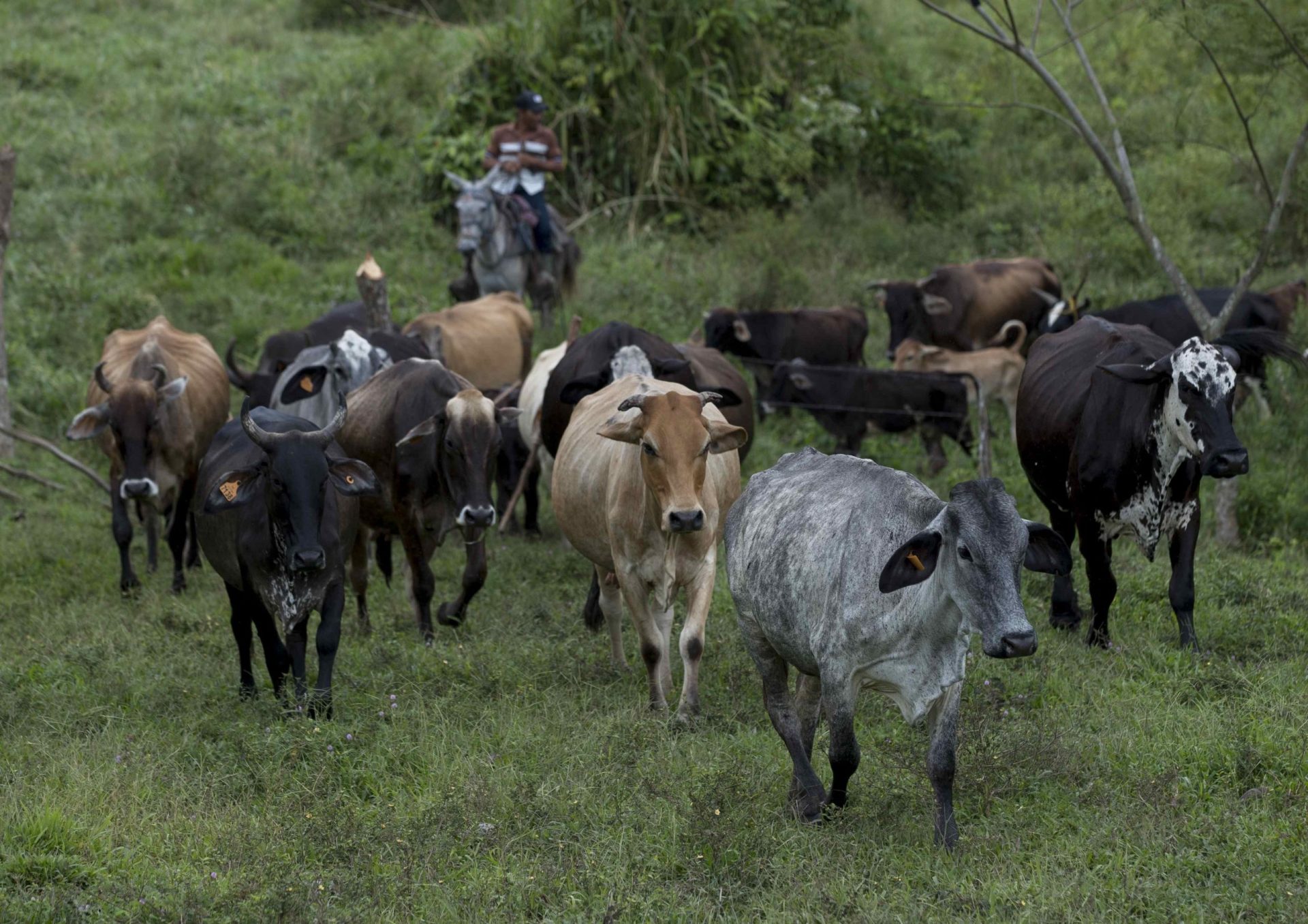 Varios terneros en la finca Los Planes, en el municipio de Rio Blanco (Nicaragua). Efeagro/Jorge Torres