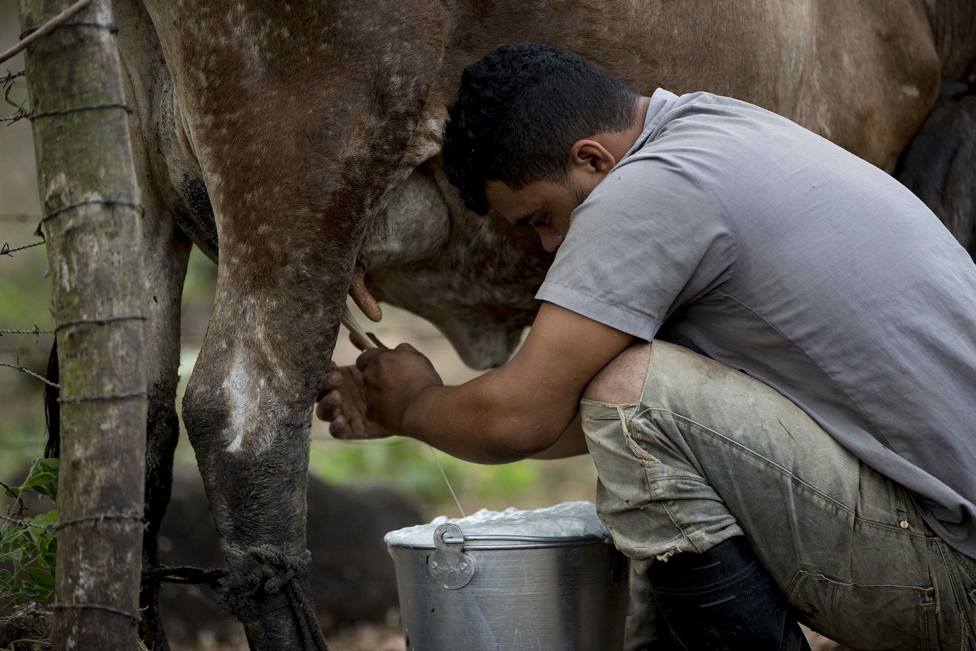 Un hombre ordeña vacas en el departamento de Río San Juan (Nicaragua). Efeagro/Jorge Torres