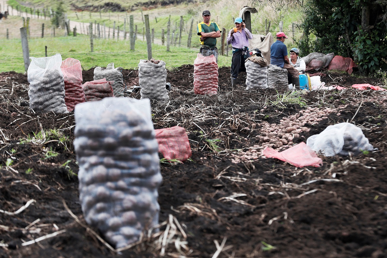 Campesinos trabajan en un cultivo de papa en Colombia. Efeagro/ Carlos Ortega