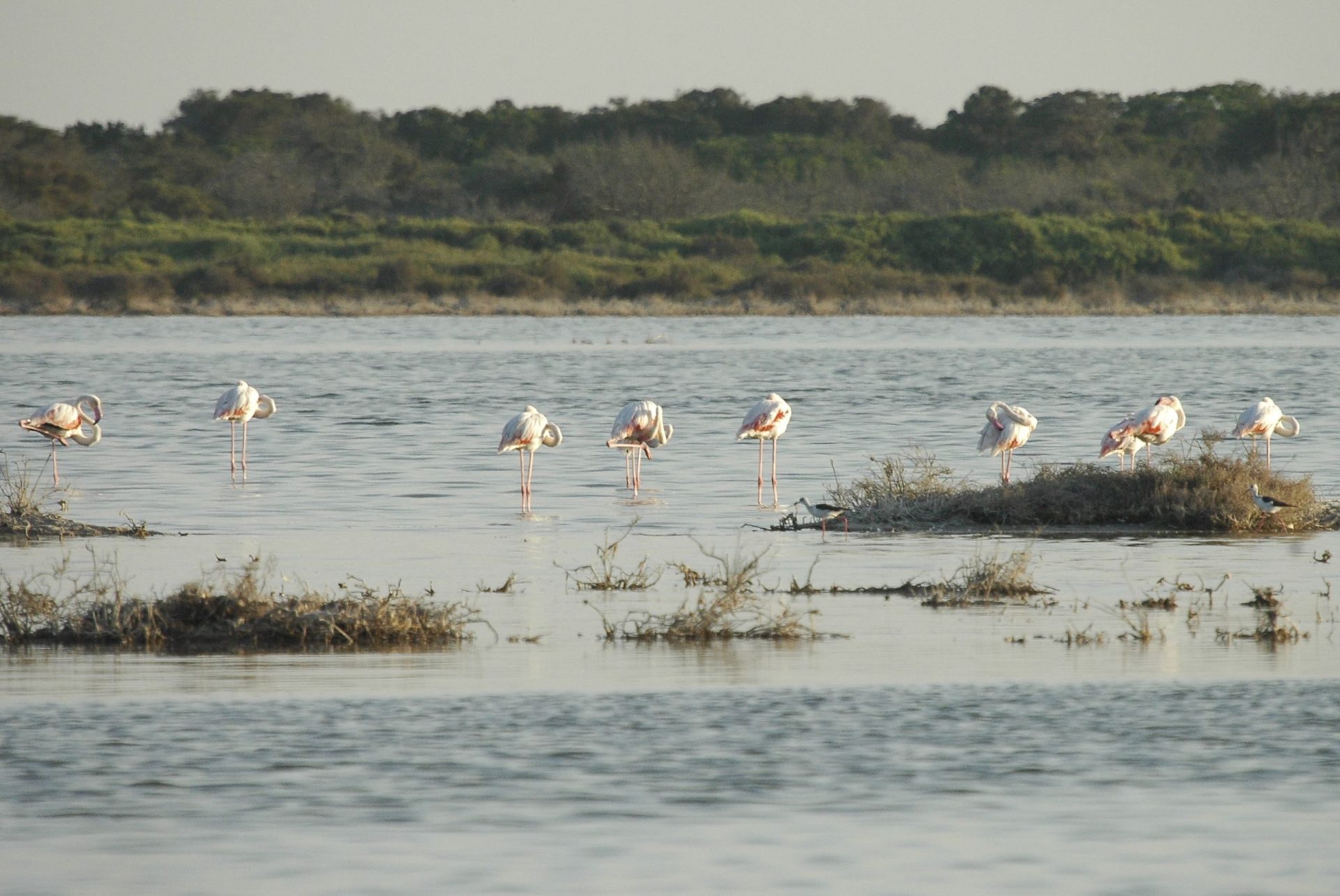 Reserva Natural en Almerimar. EFE/ Pedro Damián Diego.