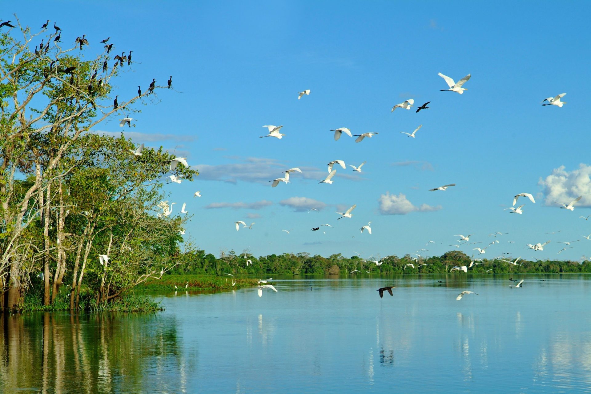 Aves en Pantanal, Brasil. Foto. Cedida por NUBA