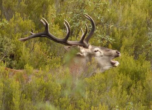 Ciervo berreando en Sierra de la Culebra. EFEAGRO/Cedida por Llobu.