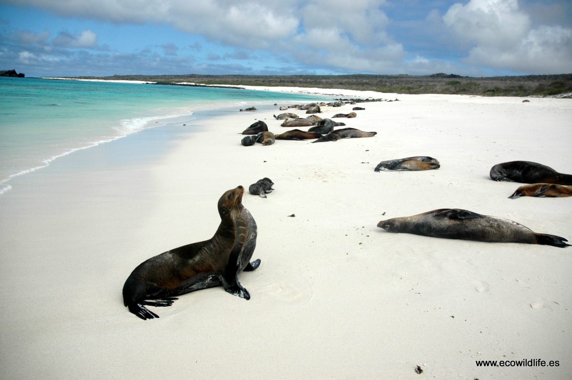 Lobo marino en Islas Galápagos, cuyos ciclos de migración se ven afectados por el calentamiento global. Foto. Cedida por Ecowildlife
