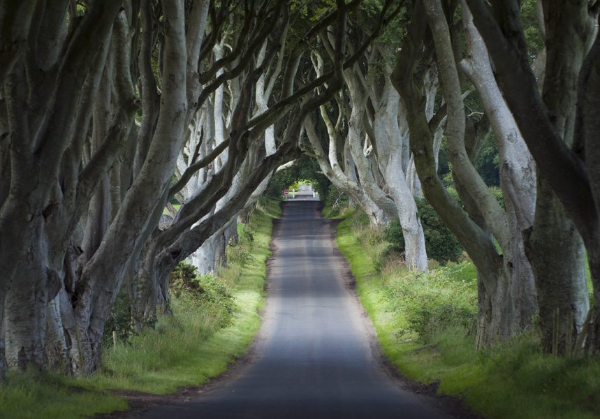 Dark Hedges, Irlanda del Norte. Foto. Turismo de Irlanda