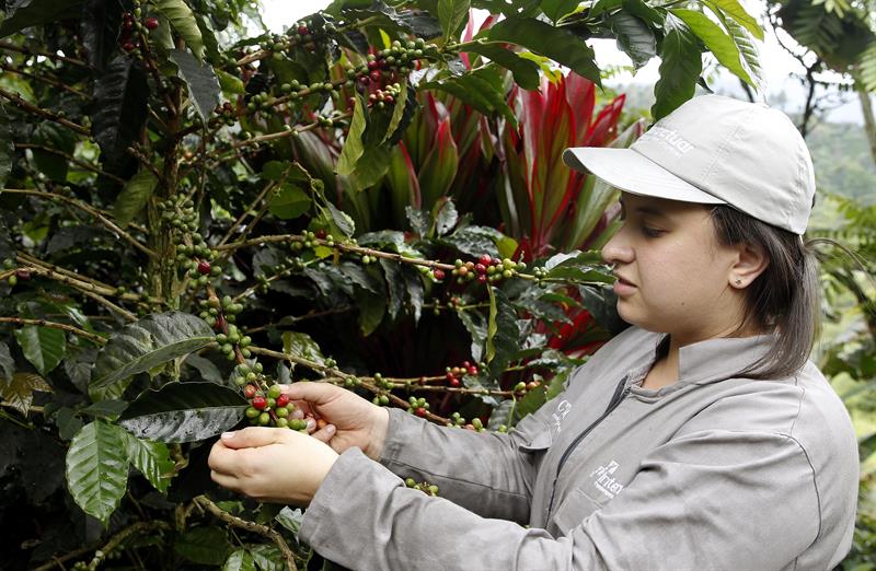 Recogida de café en Colombia. Foto: EFE/Archivo/Luis Eduardo Noriega.