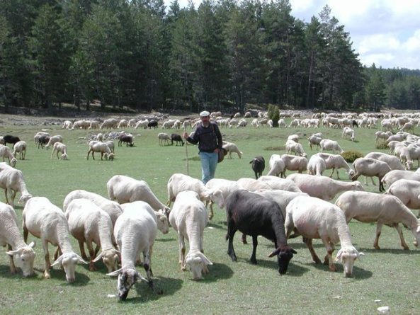 Un pastor con su rebaño. Foto: EFE Paco Montero.
