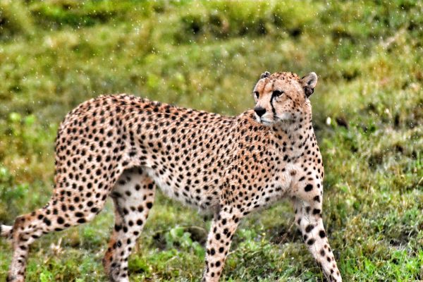 Imagen de un guepardo en la naturaleza. Foto: Cedida por Ecowildlife