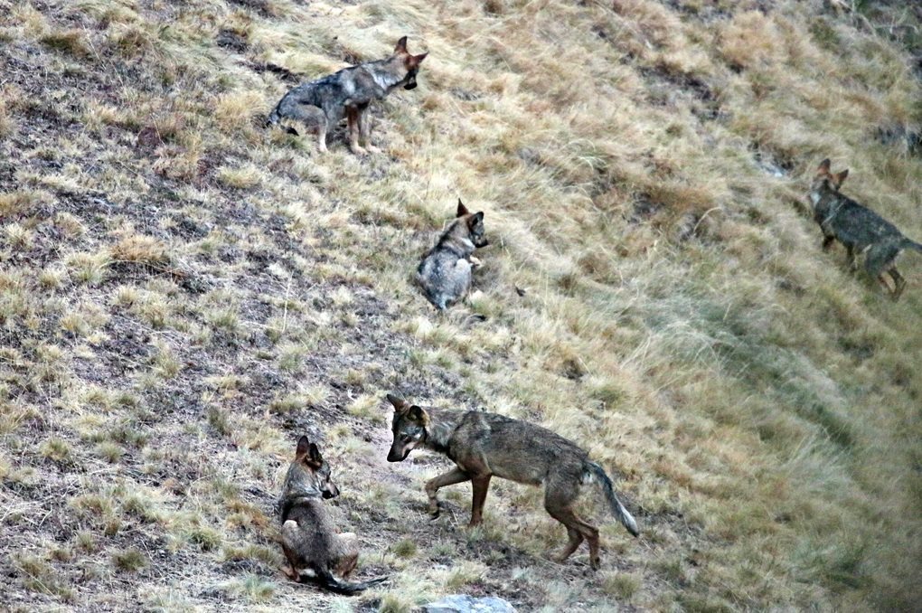 Lobos ibricos en Riao. Fotos de Andoni Canela