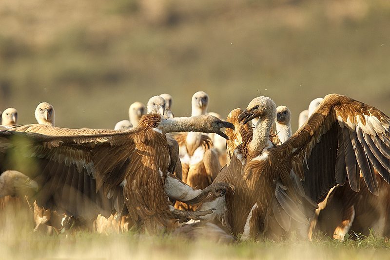 Buitres leonados. Foto: Ecowildlife