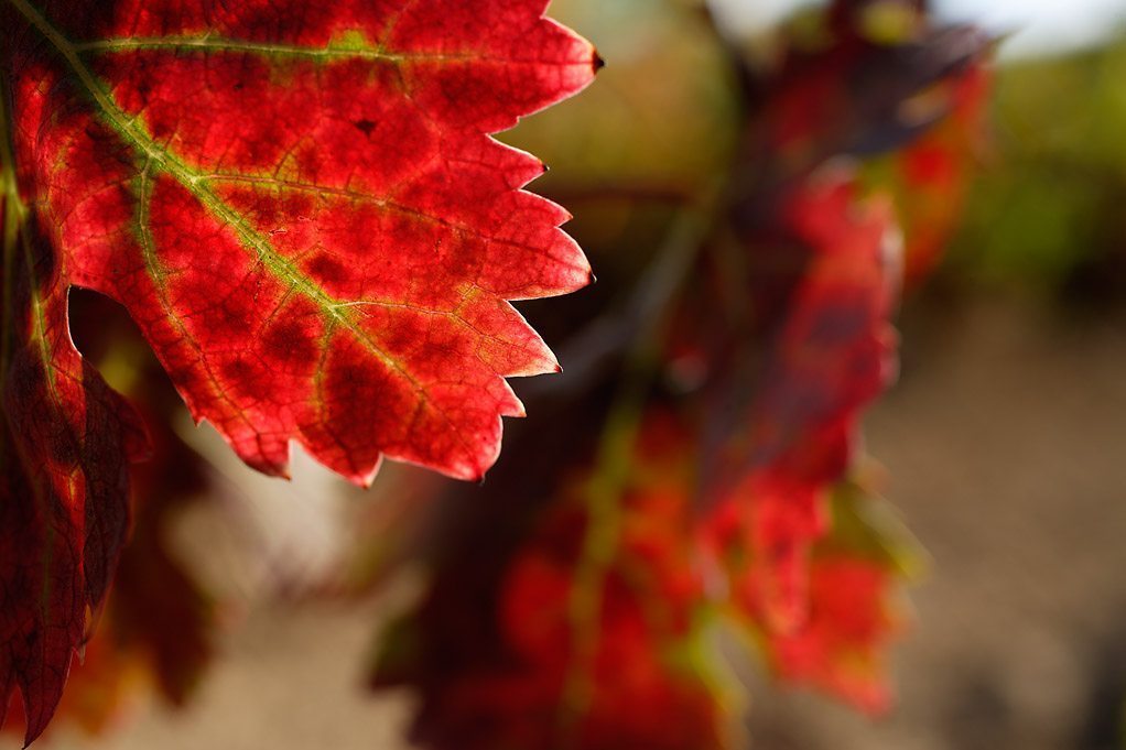 Detalle de hojas de viña con colores de otoño DO la Rioja. Foto. Rutas del Vino de España