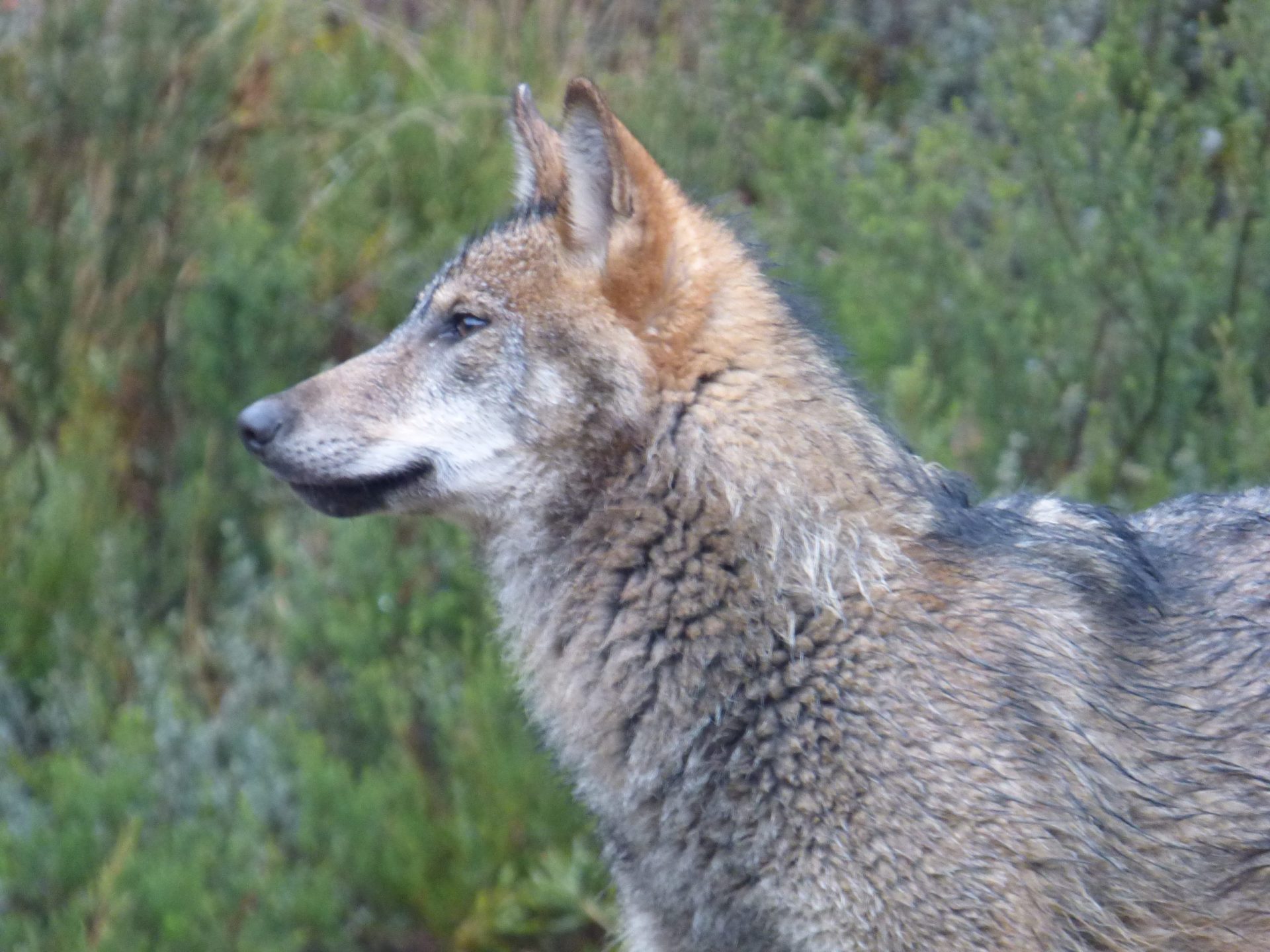 Un lobo ibérico en la Sierra de la Culebra. Efetur/Llobu