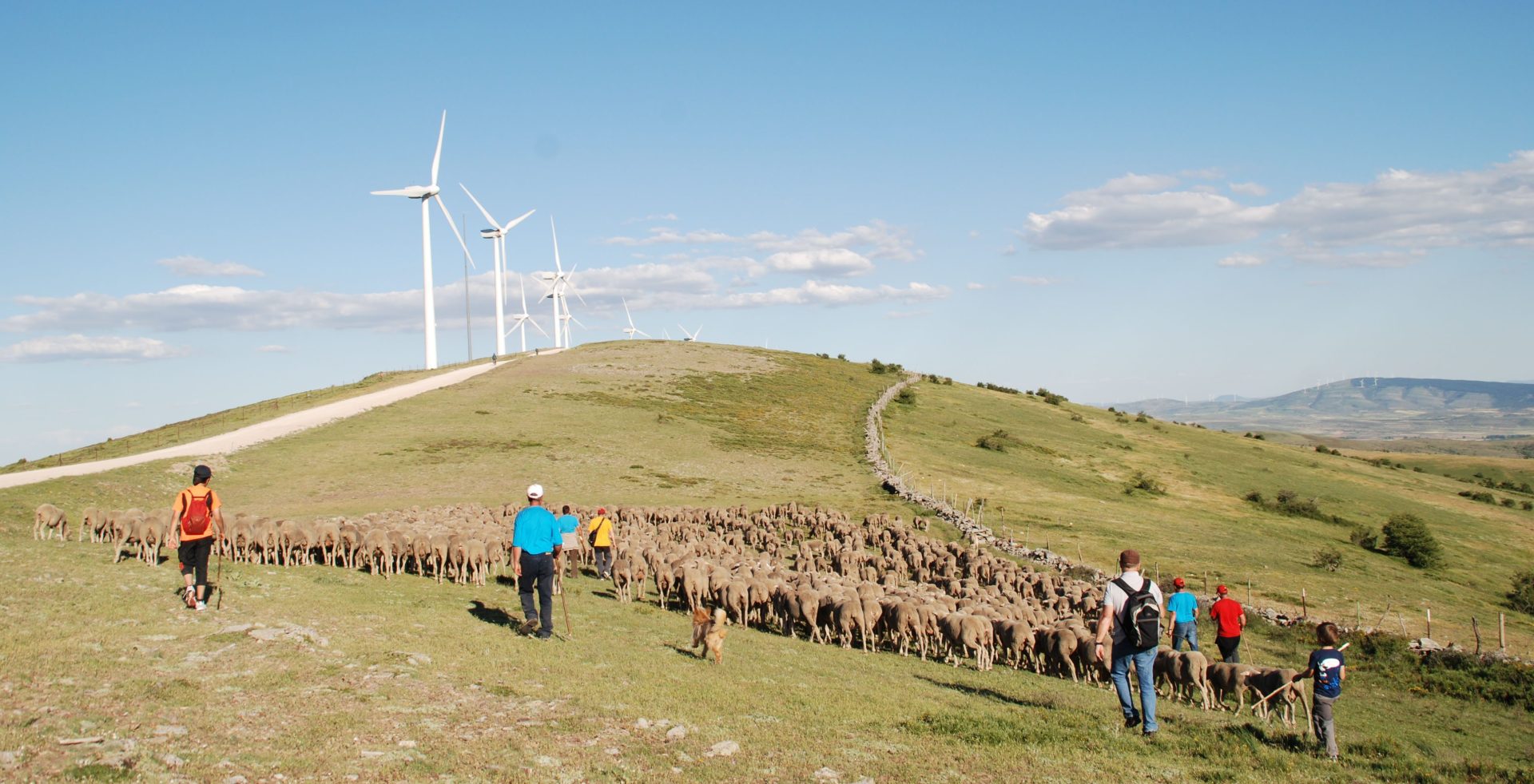 Varios turistas acompañan al ganado. EFETUR/Cedida por Mancomunidad Tierras Altas.