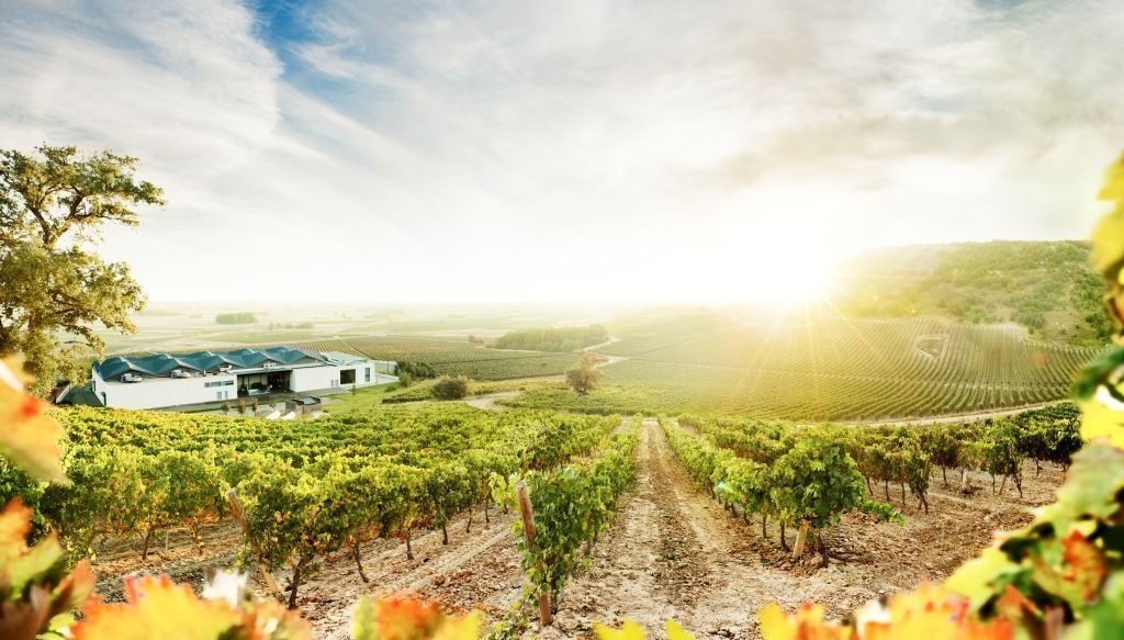 Panorámica. Foto. Cedida por Bodegas Cepa 21.