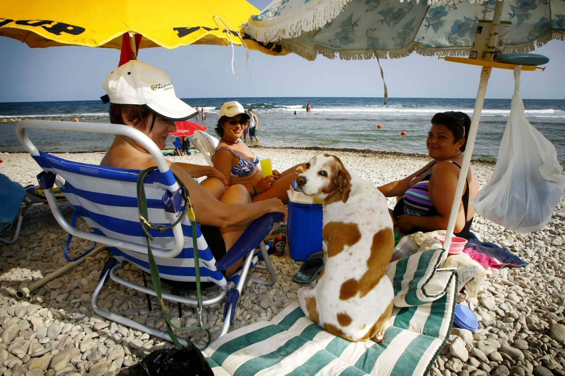 Imagen de archivo de la zona habilitada para mascotas en la playa de El Campillo (Alicante). EFE/Manuel Lorenzo