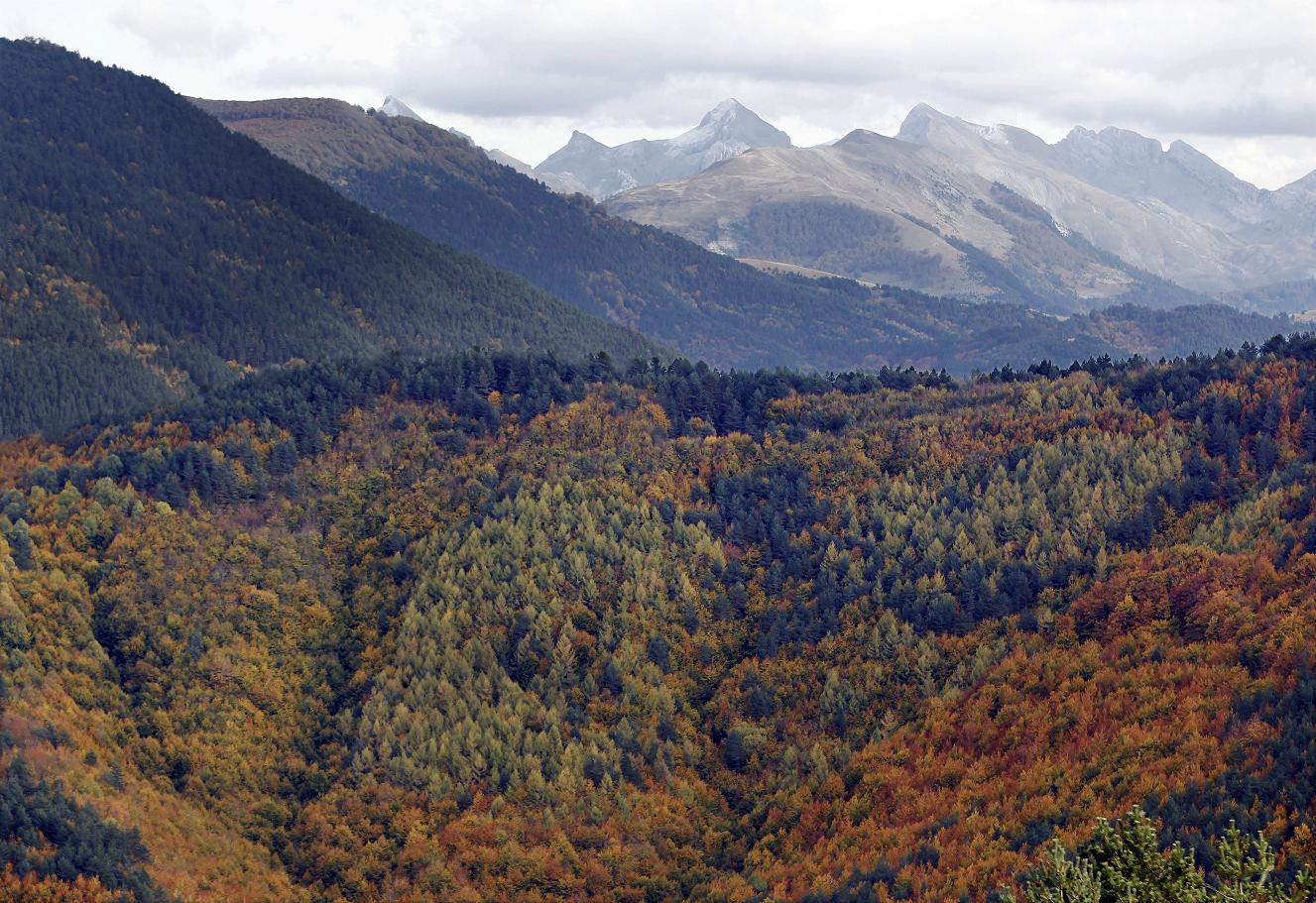 Imagen de archivo de de la Selva de Irati con los Pirineos de fondo. Foto: EFE/Jesús Diges.