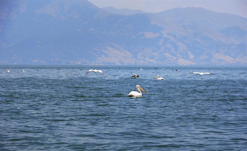 Pelícanos en el Lago Gran Prespa. EFE/Mimoza Dhima.