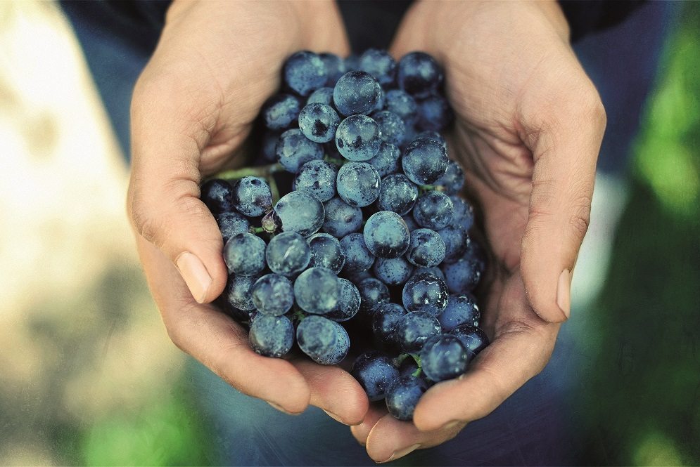 Unas uvas, en primer plano. Foto: Ruta Ribera Duero